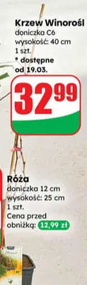 Krzew Winorośl  promocja w Dino