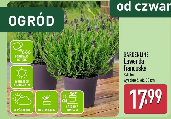 Lawenda francuska promocja w Aldi