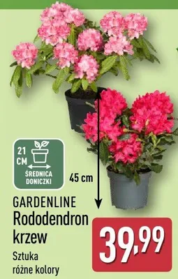 Rododendron krzew promocja w Aldi
