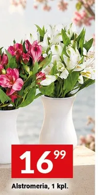 Alstromeria promocja w Twój Market