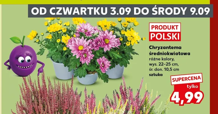 Chryzantema średniokwiatowa promocja w Kaufland