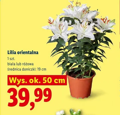 Lilia orientalna różowa promocja w Lidl