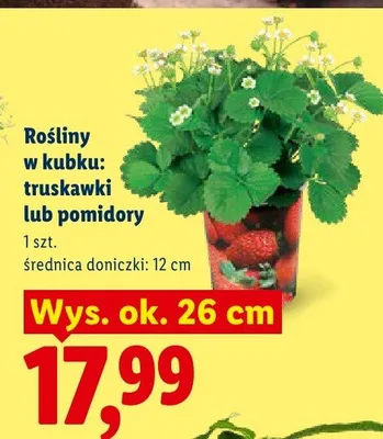 Rośliny w kubku pomidory promocja w Lidl