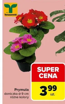 Prymula doniczkowa różne kolory promocja w Carrefour