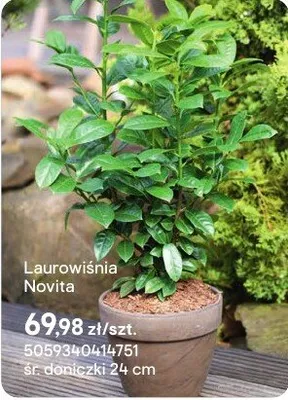 Laurowiśnia Novita promocja w Castorama
