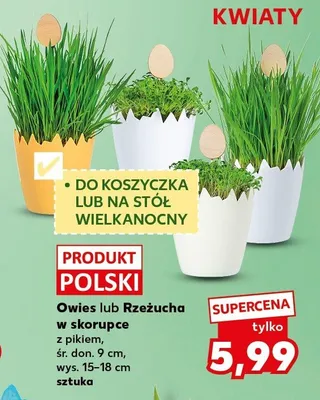 Owies lub Rzeżucha w skorupce promocja w Kaufland