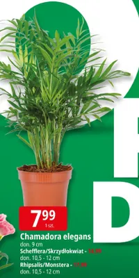 Schefflera/Skrzydłokwiat promocja w Leclerc