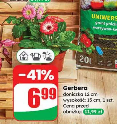 Gerbera promocja w Dino