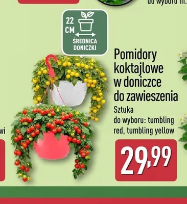 Pomidory koktajlowe w doniczce do zawieszenia promocja w Aldi