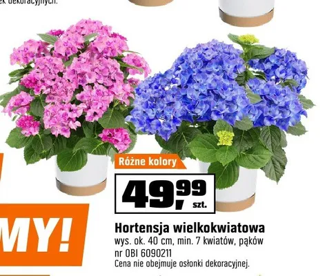 Hortensja wielkokwiatowa wys. ok. 40cm min. 7 kwiatów pąków promocja w OBI