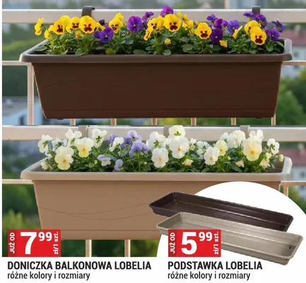 Podstawka Lobelia różne kolory i rozmiary promocja w Merkury Market