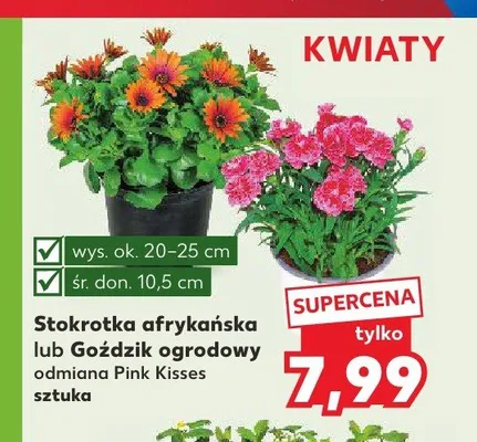 Kwiaty promocja w Kaufland