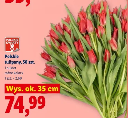 Polskie tulipany wys. ok. 35cm promocja w Lidl