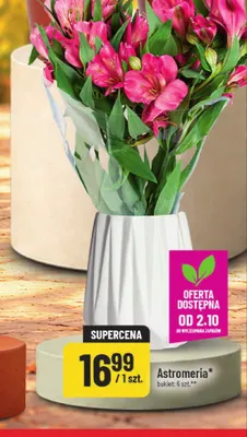 Astromeria bukiet 6-pak promocja w POLOmarket