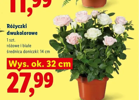 Różyczki dwukolorowe promocja w Lidl