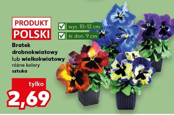 Bratek wielkokwiatowy różne kolory  promocja w Kaufland