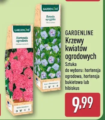 Krzewy kwiatów ogrodowych promocja w Aldi
