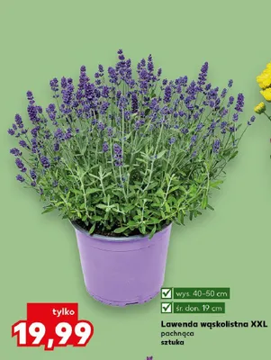 Lawenda wąskolistna XXL pachnąca wys. 40-50cm śr. don. 19cm promocja w Kaufland