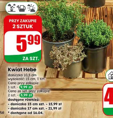 Kwiat Hebe promocja w Dino