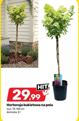 Hortensja bukietowa na pniu wys. 70-100cm doniczka: 3l promocja w Bricomarche