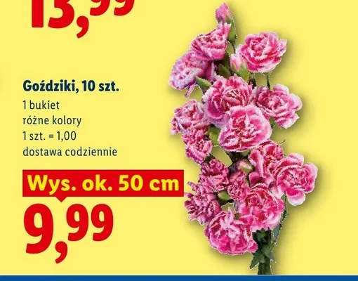 Goździki 10-pak promocja w Lidl