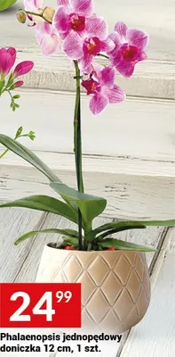 Phalaenopsis jednopędowy doniczka 12 cm, 1 szt. promocja w Twój Market