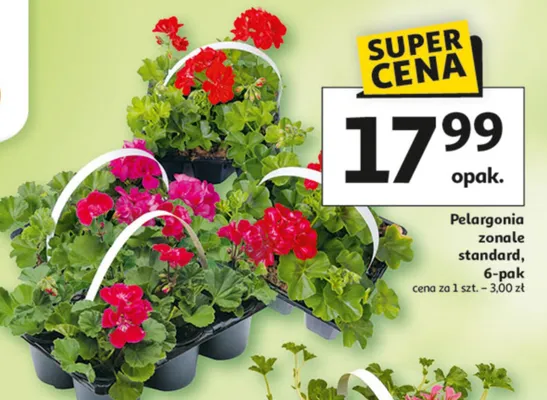 Pelargonia zonale standard 6-pak promocja w Auchan