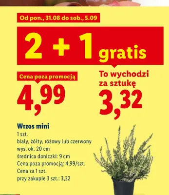 Wrzos mini promocja w Lidl