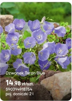 Dzwonek Taron Blue promocja w Castorama