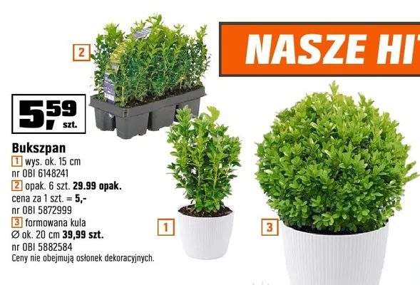 Bukszpan formowana kula promocja w OBI