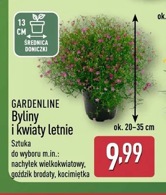 Byliny i kwiaty letnie GARDENLINE promocja w Aldi