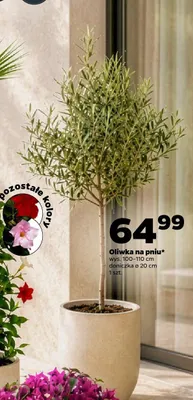Oliwka na pniu wys. 100-110cm doniczka ø 20cm promocja w Netto