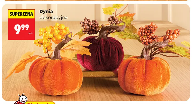 Dynia dekoracyjna promocja w Biedronka