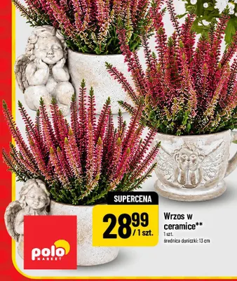 Wrzos w ceramice promocja w POLOmarket