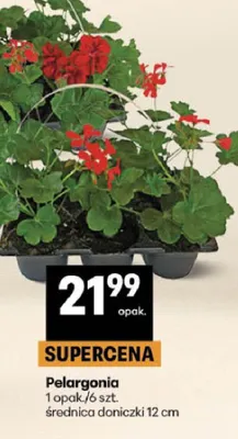 Pelargonia promocja w Delikatesy Centrum