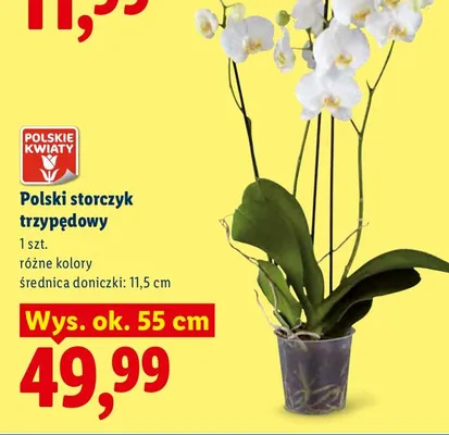 Storczyk trzypędowy polski Polskie Kwiaty wys. ok. 55 cm promocja w Lidl