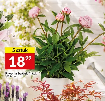 Piwonia bukiet 5-pak promocja w Twój Market