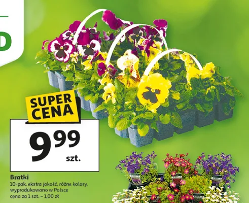 Bratki 10-pak, ekstra jakość, różne kolory promocja w Auchan