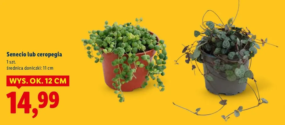 Senecio promocja w Lidl