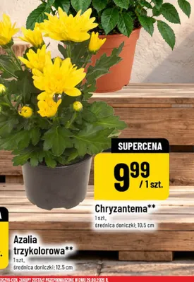 Chryzantema promocja w POLOmarket