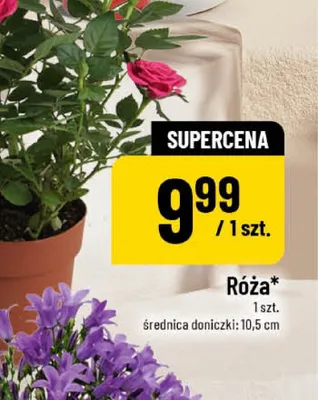 Róża w doniczce promocja w POLOmarket