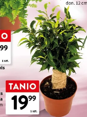 Ficus De Nastasjia don. 12cm promocja w Intermarche