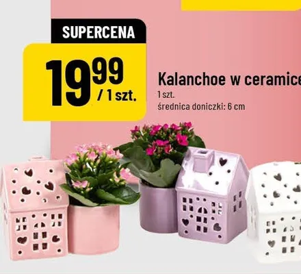 Kalanchoe w ceramice promocja w POLOmarket