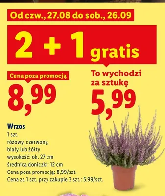 Wrzos czerwony promocja w Lidl