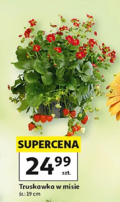 Truskawka w misie promocja w Auchan