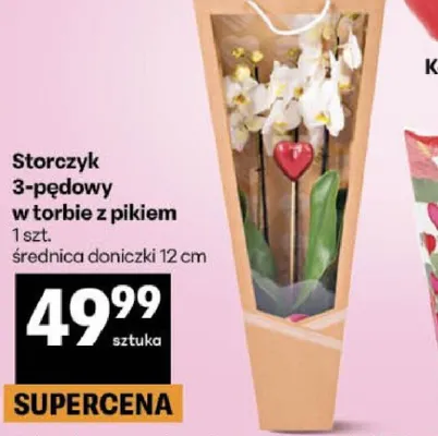 Storczyk 3-pędowy w torbie z pikiem promocja w Delikatesy Centrum