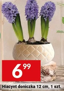Hiacynt doniczka 12 cm promocja w Twój Market