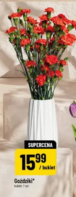 Goździki promocja w POLOmarket