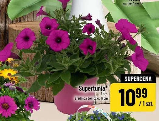 Supertunia promocja w POLOmarket