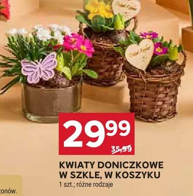 Kwiaty doniczkowe w osłonie, w koszyku promocja w Stokrotka